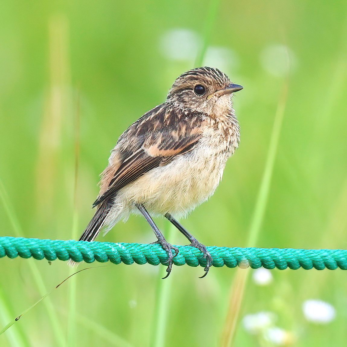 鳥類画「The Whinchat（ノビタキ）」 鳥類画「The Whinchat（ノビタキ）」（マミジロノビタキ (眉白野