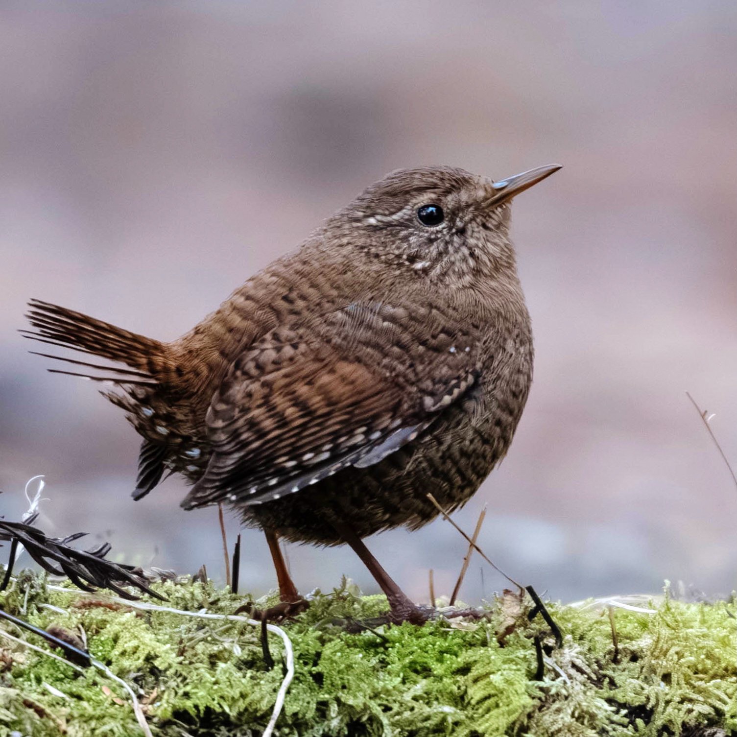 ミソサザイに会いに日光へ（2025.3.13）｜週末BIRDER 鳥撮るz