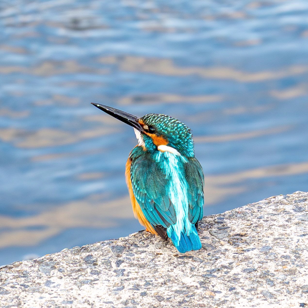Z30＋50-250mm f/4.5-6.3で野鳥撮影に挑戦（2025.12.19）｜週末BIRDER