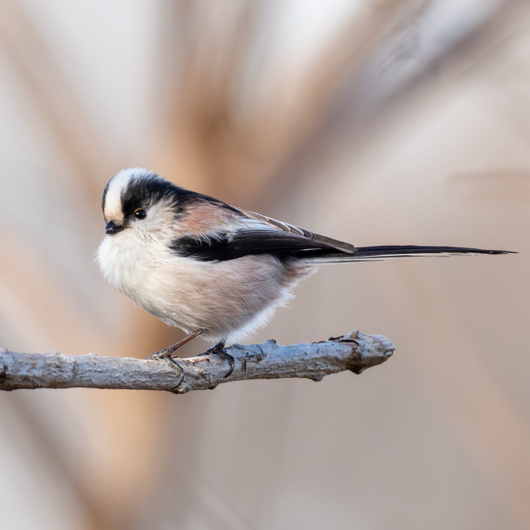 2年ぶりの羽村堰（2025.12.13）｜週末BIRDER 鳥撮るz