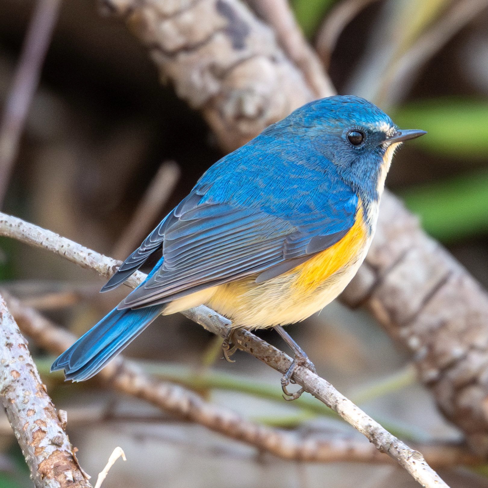 今年の鳥納めは小宮公園で（2025.12.31）｜週末BIRDER 鳥撮るz